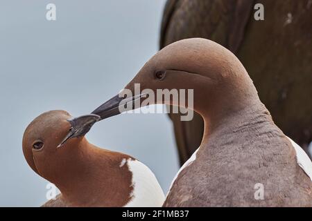 Ein Paar Guillemots, Uria aagle, grüßen sich gegenseitig, auf Inner Farne, auf den Farne-Inseln, Northumberland, Nordostengland, Großbritannien. Stockfoto