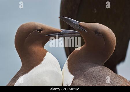 Ein Paar Guillemots, Uria aagle, grüßen sich gegenseitig, auf Inner Farne, auf den Farne-Inseln, Northumberland, Nordostengland, Großbritannien. Stockfoto