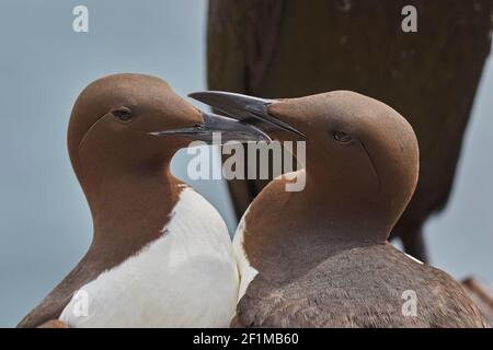 Ein Paar Guillemots, Uria aagle, grüßen sich gegenseitig, auf Inner Farne, auf den Farne-Inseln, Northumberland, Nordostengland, Großbritannien. Stockfoto