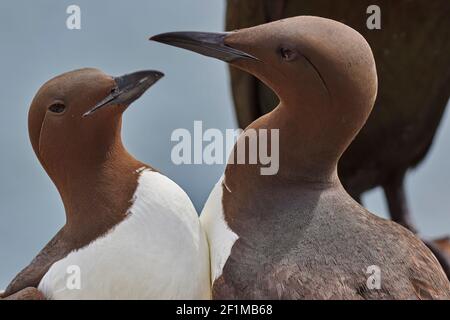 Ein Paar Guillemots, Uria aagle, grüßen sich gegenseitig, auf Inner Farne, auf den Farne-Inseln, Northumberland, Nordostengland, Großbritannien. Stockfoto