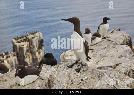 Guillemots, Uria Aalge, plus Shags, Razorbills und Kittiwakes, nisten auf den Klippen von Inner Farne, auf den Farne Islands, Northumberland, England. Stockfoto