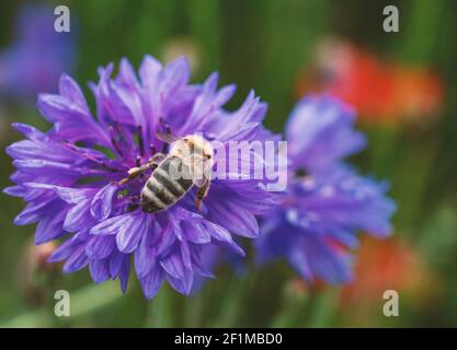 Honigbiene sammelt Pollen von einer Kornblume in einer bunten Wiese von Wildblumen.Frühlingszeit im Park von Tessin, Lombardei, Italien. Stockfoto