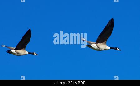 Zwei Kanadagänse im Flug gegen einen strahlend blauen Himmel Stockfoto