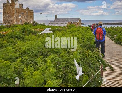 Arctic Terns, Sterna paradiesaea, die ihre Brutstätten gegen Besucher verteidigen, auf Inner Farne, den Farne Inseln, Northumberland, England, VEREINIGTES KÖNIGREICH. Stockfoto