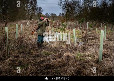 Lincolnshire, England, Großbritannien. Ein Deerstalker endlich Licht suchen und beobachten Hirsche für Keulung und Management als Teil eines Naturschutzprogramms Stockfoto