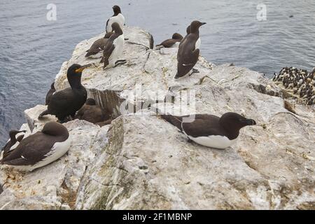 Eine Gruppe von Guillemots, Uria Aalge, und ein Razorbill, Alca torda, auf den Klippen von Inner Farne im Sommer, die Farne-Inseln, Northumberland, Großbritannien. Stockfoto