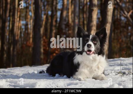 Happy Border Collie liegt im Schnee im Winterwald. Liebenswert schwarz und weiß Hund in sonnigen Wäldern. Stockfoto