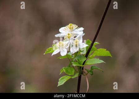 Clematis weiße Blüte zeigt seine Schönheit im wilden Wald Stockfoto