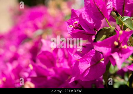 Nahaufnahme von schönen rosa Bougainvillea Blumen. Helle fuchsienfarbene Blütenblätter der Ägäis. Typisches Zeichen des Sommers. Natürlicher Hintergrund Stockfoto