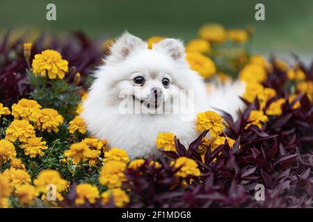 Lustige kleine weiße pommersche spitz Hund sitzt in Sommerblumen und lächelt. Haustier Porträt in der Natur im Freien. Stockfoto