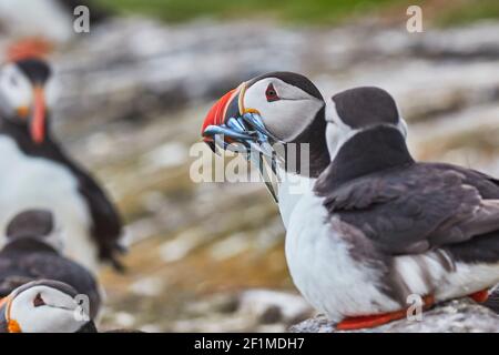 Ein Atlantischer Papageientaucher, Fratercula arctica, mit einem Bissen Sandaalen, auf Staple Island, den Farne Islands, Northumberland, England, Großbritannien. Stockfoto