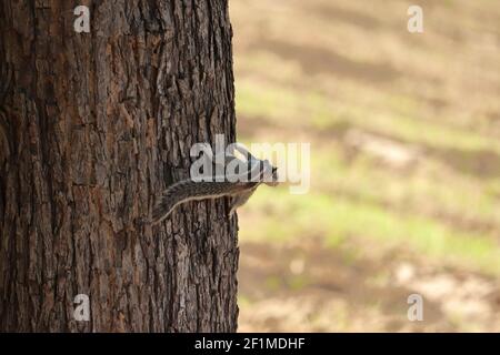 Das schwarz-braun gestreifte Eichhörnchen, das in Indien gefunden wird Sitzt auf dem Stamm des Baumes.Eichhörnchen auf dem Baum ruht Kofferraum Stockfoto