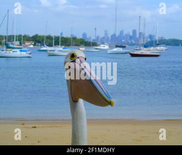 Pelikangesicht am Strand von Rose Bay mit Sydney Hafen und Sydney Stadt dahinter Stockfoto