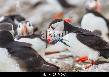 Ein Atlantischer Papageientaucher, Fratercula arctica, mit einem Bissen Sandaalen, auf Staple Island, den Farne Islands, Northumberland, England, Großbritannien. Stockfoto