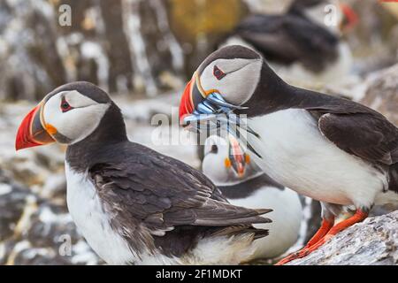 Ein Atlantischer Papageientaucher, Fratercula arctica, mit einem Bissen Sandaalen, auf Staple Island, den Farne Islands, Northumberland, England, Großbritannien. Stockfoto