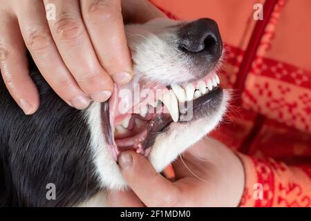 Überprüfung der Zähne des Hundes durch den Tierarzt Stockfoto