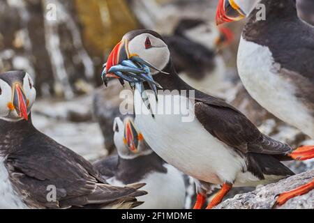 Ein Atlantischer Papageientaucher, Fratercula arctica, mit einem Bissen Sandaalen, auf Staple Island, den Farne Islands, Northumberland, England, Großbritannien. Stockfoto