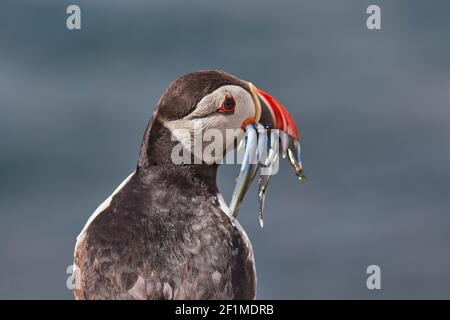 Ein Atlantischer Papageientaucher, Fratercula arctica, mit einem Bissen Sandaalen, auf Staple Island, den Farne Islands, Northumberland, England, Großbritannien. Stockfoto