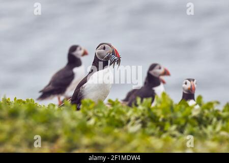 Ein Atlantischer Papageientaucher, Fratercula arctica, mit einem Bissen Sandaalen, auf Inner Farne, den Farne-Inseln, Northumberland, England, Großbritannien. Stockfoto