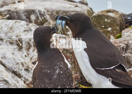 Ein erwachsener Razorbill (Alca torda), der einem Jungen Sandaale füttert, auf Inner Farne, den Farne-Inseln, Northumberland, Nordostengland, Großbritannien. Stockfoto