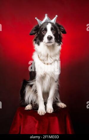 Cute Border Collie Hund von weißen und schwarzen Farbe tragen königliche Krone und Halskette sitzen auf rotem Samt Hintergrund wie Königin oder Prinzessin Stockfoto