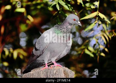 Nahaufnahme des ganzen Körpers eine Taube, die im Schatten ruht, um dem Sommer zu entkommen, indien. Konzept für Taubenvogel Symbol des Friedens und der Reinheit, der Taubenvogel ist die Stockfoto