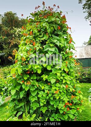 Runner Bohnenpflanzen mit roten Blüten, Sorte Firestorm, wächst auf einer Wigwam-Unterstützung in einem Hochbett in einem Küchengarten Stockfoto