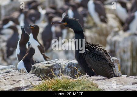 A Shag, Phalacrocorax aristotelis, auf Staple Island, auf den Farne Islands, bei Seahouses, Northumberland, Nordostengland, Großbritannien. Stockfoto