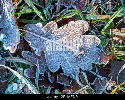 Eichenblatt mit weißem Frost mit Eiskristallen bedeckt Der Boden im Winter Stockfoto