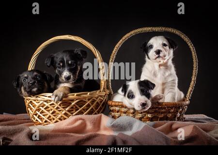 Vier kleine Welpen von Mongrel Hunde schwarz und weiß Farbe sitzt in zwei großen Körben auf schwarzem Hintergrund Stockfoto