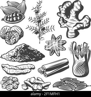 Vintage Gewürzkollektion mit Kreuzkümmel Muskatnuss Sternanis Kardamom Fenchel Zimtpulver Rosmarin Ingwer Kurkuma Nelken Koriander isoliert Vektor illus Stock Vektor