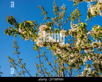 Blühende, weiße Kirschbäume (Prunus avium) Auf einem Zweig gegen den blauen Himmel Stockfoto