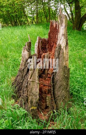 Alte zerbröckelnde und rissige Stumpf Stockfoto