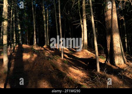 Die Morgendämmerung wirft lange Schatten in den Wäldern der Adirondack Mountains im Norden des Bundesstaates New York. Stockfoto