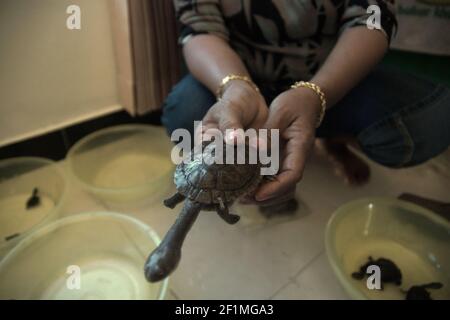 Rote Insel, Indonesien. Juli 15, 2009. Arbeiter einer Firma, die ein offizieller Züchter der Rote Island Schlangenhalsschildkröten (Chelodina mccordi) ist, die die endemischen Schildkröten in Plastikschalen zur Konditionierungsphase platziert. In Gefangenschaft gezüchtet, werden die Schildkröten auf einer feierlichen Veranstaltung, an der indonesische Beamte am 16. Juli 2009 teilnehmen, in die Wildnis entlassen, in einen der geeigneten Lebensräume, den Peto-See im Dorf Maubesi. Indonesische Beamte, offizielle Züchter und NGOs führen das Freigabeprogramm als eine der Schutzbemühungen zur Rettung der vom Aussterben bedrohten Arten durch. Stockfoto