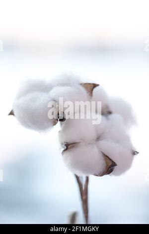 Baumwollzweig in einer türkisfarbenen Vase auf Fenstern noch. Zarte weiße Baumwollblumen. Heller Baumwollhintergrund. Stockfoto