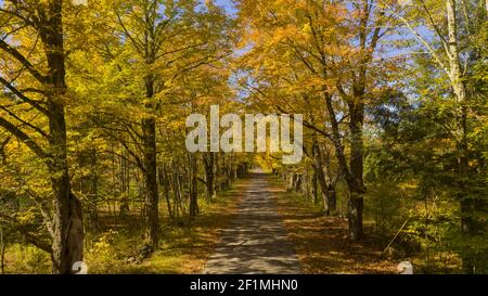 Einsame Gasse Straße Baum Blätter Herbst Herbst Farben Stockfoto