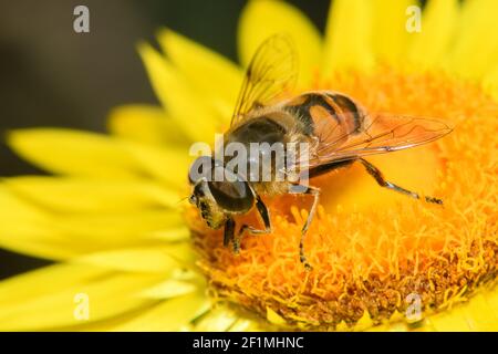 Gewöhnliche Drohne fliegen auf Erdbeerblüten. Stockfoto