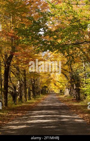 Einsame Gasse Straße Baum Blätter Herbst Herbst Farben Stockfoto