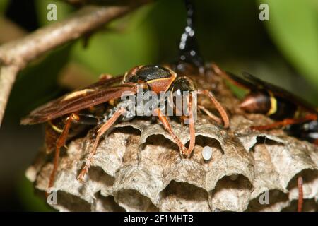 Australian Paper Wasp auf dem Bienenstock. Stockfoto