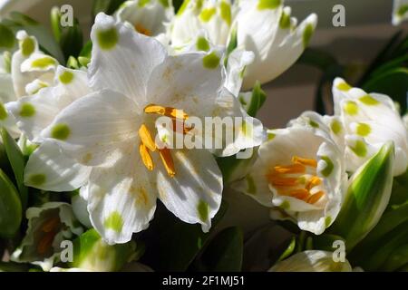 Nicht exklusiv: IVANO-FRANKIWSK, UKRAINE - 7. MÄRZ 2021 - in Ivano-Frankiwsk, Westukraine, werden Schneeflocken im Frühling gesehen. Stockfoto