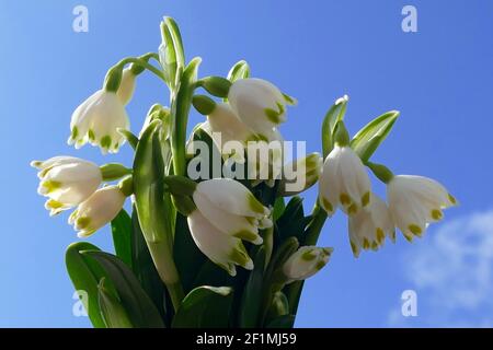 Nicht exklusiv: IVANO-FRANKIWSK, UKRAINE - 7. MÄRZ 2021 - in Ivano-Frankiwsk, Westukraine, werden Schneeflocken im Frühling gesehen. Stockfoto