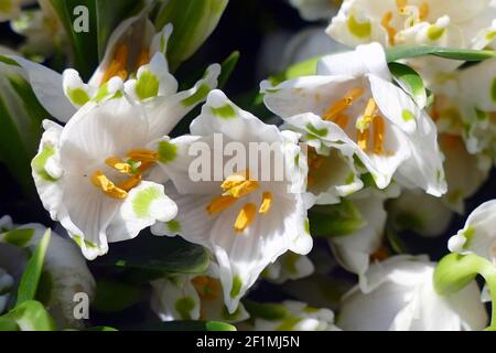 Nicht exklusiv: IVANO-FRANKIWSK, UKRAINE - 7. MÄRZ 2021 - in Ivano-Frankiwsk, Westukraine, werden Schneeflocken im Frühling gesehen. Stockfoto