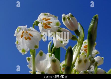 Nicht exklusiv: IVANO-FRANKIWSK, UKRAINE - 7. MÄRZ 2021 - in Ivano-Frankiwsk, Westukraine, werden Schneeflocken im Frühling gesehen. Stockfoto