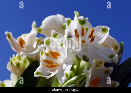 Nicht exklusiv: IVANO-FRANKIWSK, UKRAINE - 7. MÄRZ 2021 - in Ivano-Frankiwsk, Westukraine, werden Schneeflocken im Frühling gesehen. Stockfoto