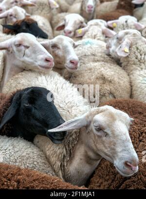 Viele Schafe drängten sich in einem Corral zusammen, bevor sie geschert wurden Stockfoto