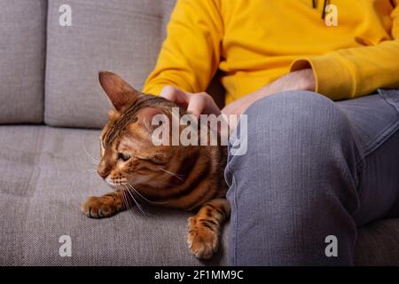 Unkennbarer kaukasischer junger Mann, der mit seiner bengalischen Katze auf der Couch sitzt. Gelbe und graue Farben in den Chlothes. Erstaunliche gefleckte Katze mit geliebten Besitzer. Stockfoto
