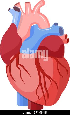 Anatomisches Herz isoliert. Stock Vektor