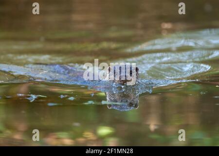 Europäischer Otter (Lutra lutra), Captive, Großbritannien Stockfoto