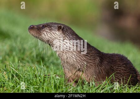 Europäischer Otter (Lutra lutra), Captive, Großbritannien Stockfoto